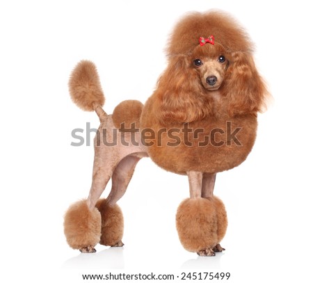 Resultado de imagen para poodle