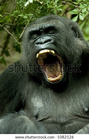 Angry Gorilla Stock Images, Royalty-Free Images & Vectors | Shutterstock