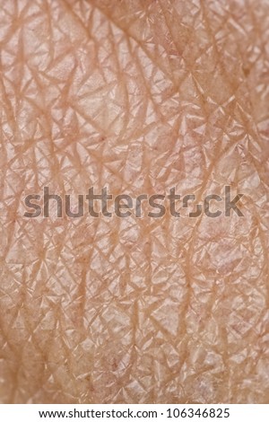 skin pores stock images royalty free images vectors skin pores stock images royalty free images vectors skin pores stock images royalty free images vectors skin pores stock images royalty free images vectors