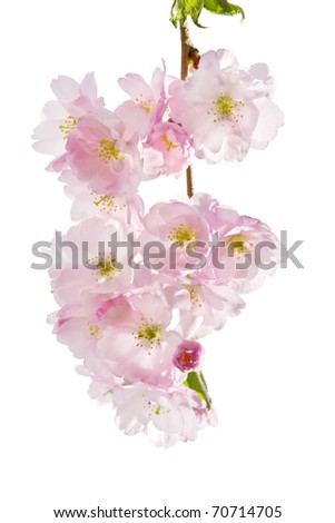 Spring blossom on white background