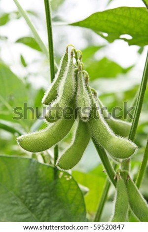 close up of the soy bean plant in the field