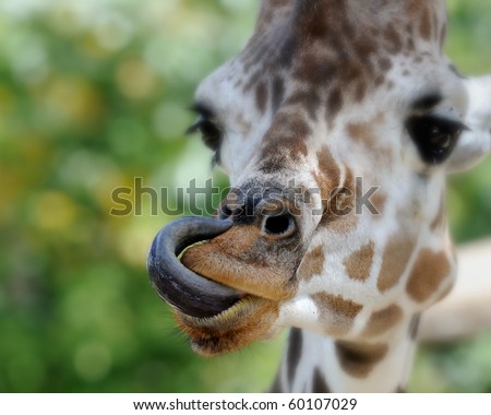 Giraffe Tongue Stock Photos, Images, & Pictures | Shutterstock