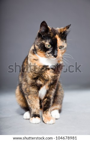 Beautiful Young Brown  Black White Spotted Stock Photo 