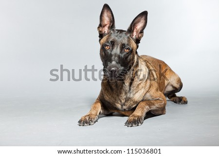 belgian shepherd rescue south africa belgian malinois stock images royalty free images u0026 vectors belgian shepherd rescue south africa belgian malinois stock images royalty free images u0026 vectors