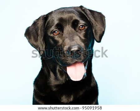 Black Labrador Stock Photos, Images, & Pictures | Shutterstock