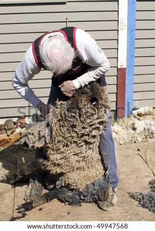 Kevin ford sheep shearer #10