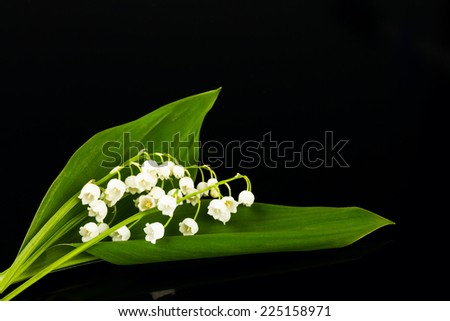 lilies of the valley on black background - stock photo