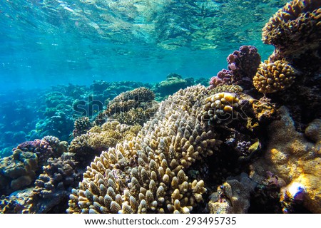 red sea coral reef with hard corals, fishes and sunny sky shining through clean water - underwater photo