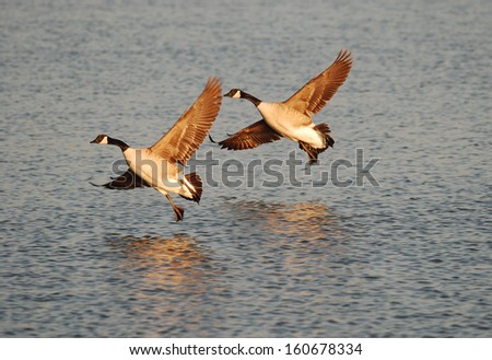 canada goose branta price canada goose branta price