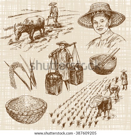 Hand drawn illustration, rice harvest