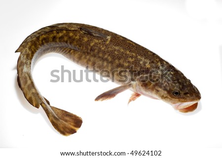 Burbot Stock Photos, Royalty-Free Images & Vectors - Shutterstock