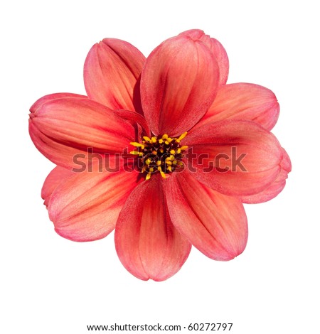 Single Flower White Background Stock Photos, Images, & Pictures ...