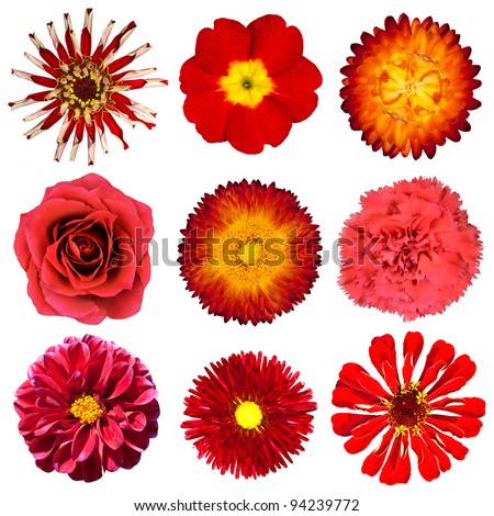 Selection Various Red Flowers Isolated On Stock Photo 94239778 ...