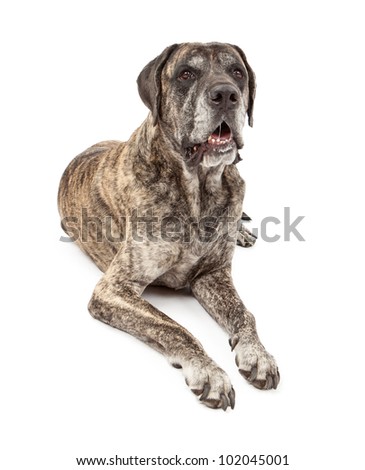 Dog Drool Stock Photos, Images, & Pictures | Shutterstock