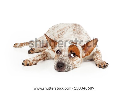 australian shepherd queensland heeler mix puppies red heeler stock images royalty free images u0026 vectors shutterstock australian shepherd queensland heeler mix puppies red heeler stock images royalty free images u0026 vectors shutterstock