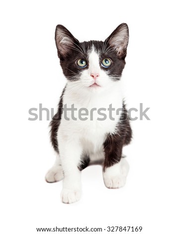 Pounce Stock Images, Royalty-Free Images & Vectors | Shutterstock