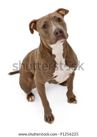 Pit-bull Stock Images, Royalty-Free Images & Vectors | Shutterstock