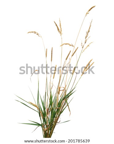 Wheat Plant Stock Photos, Images, & Pictures | Shutterstock