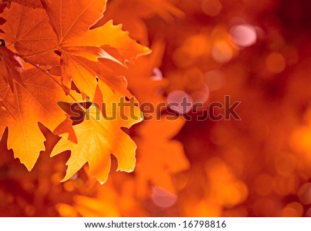 autumn leaves, very shallow focus