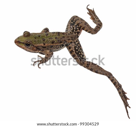 Frog Jumping Stock Photos, Images, & Pictures | Shutterstock