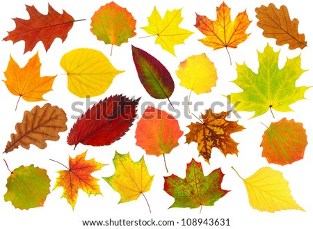 Isolated Leaf Collection Various Green Leaves Stock Photo 116111536 ...