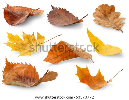 Isolated leaves collection. Colorful autumn leaves of various trees lying on a ground isolated on white backround