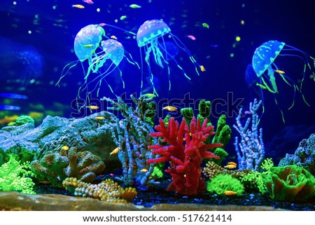 Beautiful Jellyfish Medusa Neon Light Fishes Stock #1: stock photo beautiful jellyfish medusa in the neon light with the fishes aquarium with blue jellyfish and Beautiful Jellyfish Medusa Neon Light Fishes Stock #1: stock photo beautiful jellyfish medusa in the neon light with the fishes aquarium with blue jellyfish and