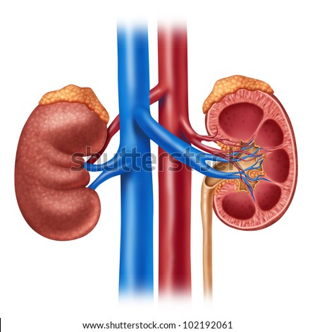 Human Kidney Stock Images, Royalty-Free Images & Vectors | Shutterstock