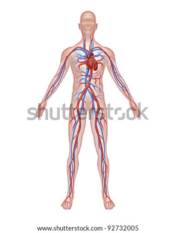 Human Veins Stock Photos, Images, & Pictures | Shutterstock