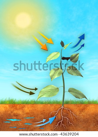 Photosynthesis Stock Images, Royalty-Free Images & Vectors | Shutterstock