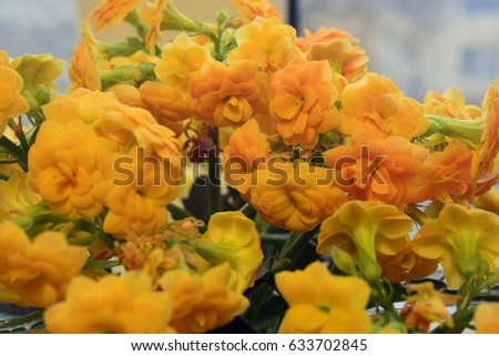 Angiosperms Stock Images Royalty-Free Images Vectors Shutterstock