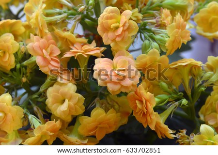Angiosperms Stock Images Royalty-Free Images Vectors Shutterstock