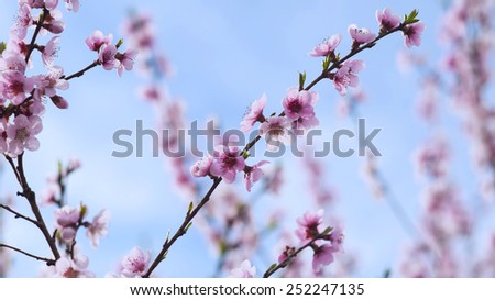 apricot flowers