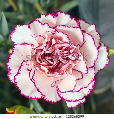 carnation divorced singles personals 9780471139768 0471139769 tax and financial planning strategies in divorce, bruce l richman 9780760738863 0760738866 central park, john s berman. carnation divorced singles personals 9780471139768 0471139769 tax and financial planning strategies in divorce, bruce l richman 9780760738863 0760738866 central park, john s berman.