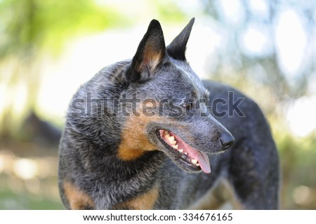 Australian Cattle Dog Puppies Aged 3 Stock Photo 325447448 - Shutterstock