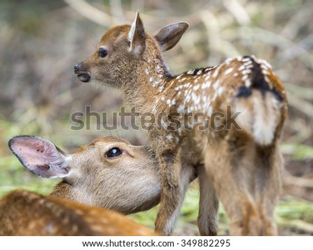 Fawn Newborn Stock Photos, Images, & Pictures | Shutterstock