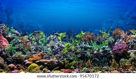 Coral Reef