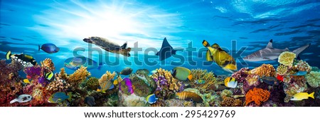 colorful coral reef with many fishes and sea turtle