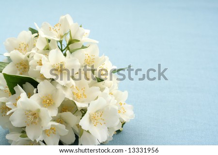 природа цветы жасмин nature flowers Jasmine скачать