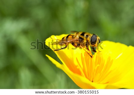 bees suck up nector black female basketball players nude