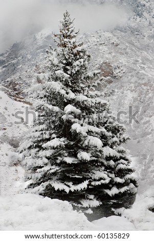 A majestic snow-covered pine tree with a background of mountains, clouds and snow.