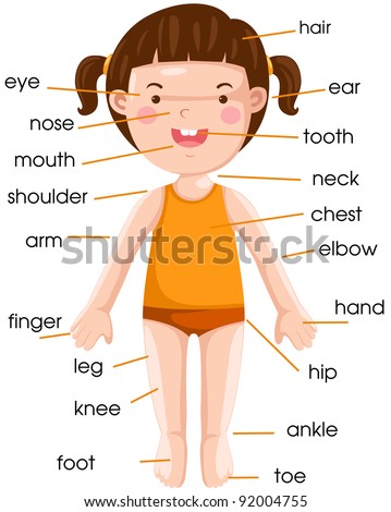 Cartoon Body Parts Stock Photos, Images, & Pictures | Shutterstock