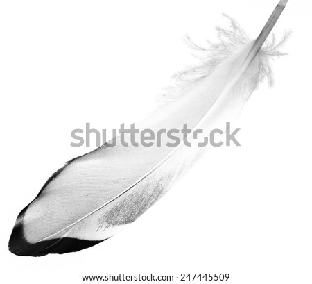 Feather On White Background Stock Photo 144436522 - Shutterstock