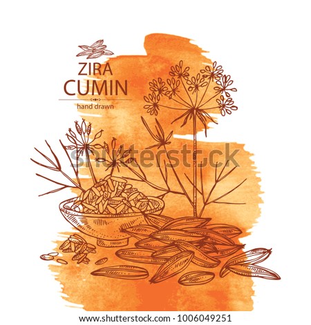 cumin plant stock images royalty free images vectors cumin plant inspired room cumin plant stock images royalty free images vectors cumin plant stock images royalty free images vectors cumin plant inspired room cumin plant stock images royalty free images vectors