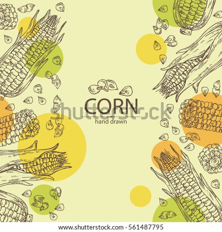 Background with corn . hand drawn.