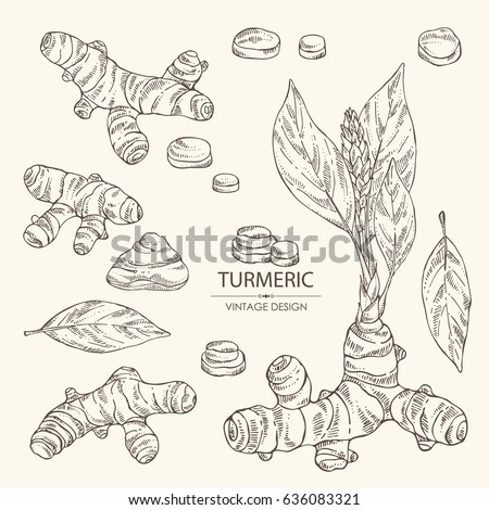 Collection of turmeric: turmeric root, flower and leaves. Hand drawn