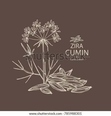 cumin plant stock images royalty free images vectors cumin plant inspired room cumin plant stock images royalty free images vectors cumin plant stock images royalty free images vectors cumin plant inspired room cumin plant stock images royalty free images vectors