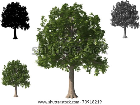 Fir Trees Isolated On White Background Stock Illustration 47815198