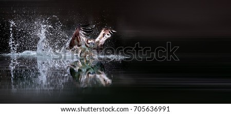 Osprey Stock Images, Royalty-Free Images & Vectors | Shutterstock