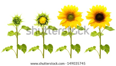 Growth stages Stock Photos, Images, & Pictures | Shutterstock